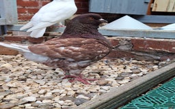 Pigeons birds for sale: 10 Pigeons for sale - Advert 6