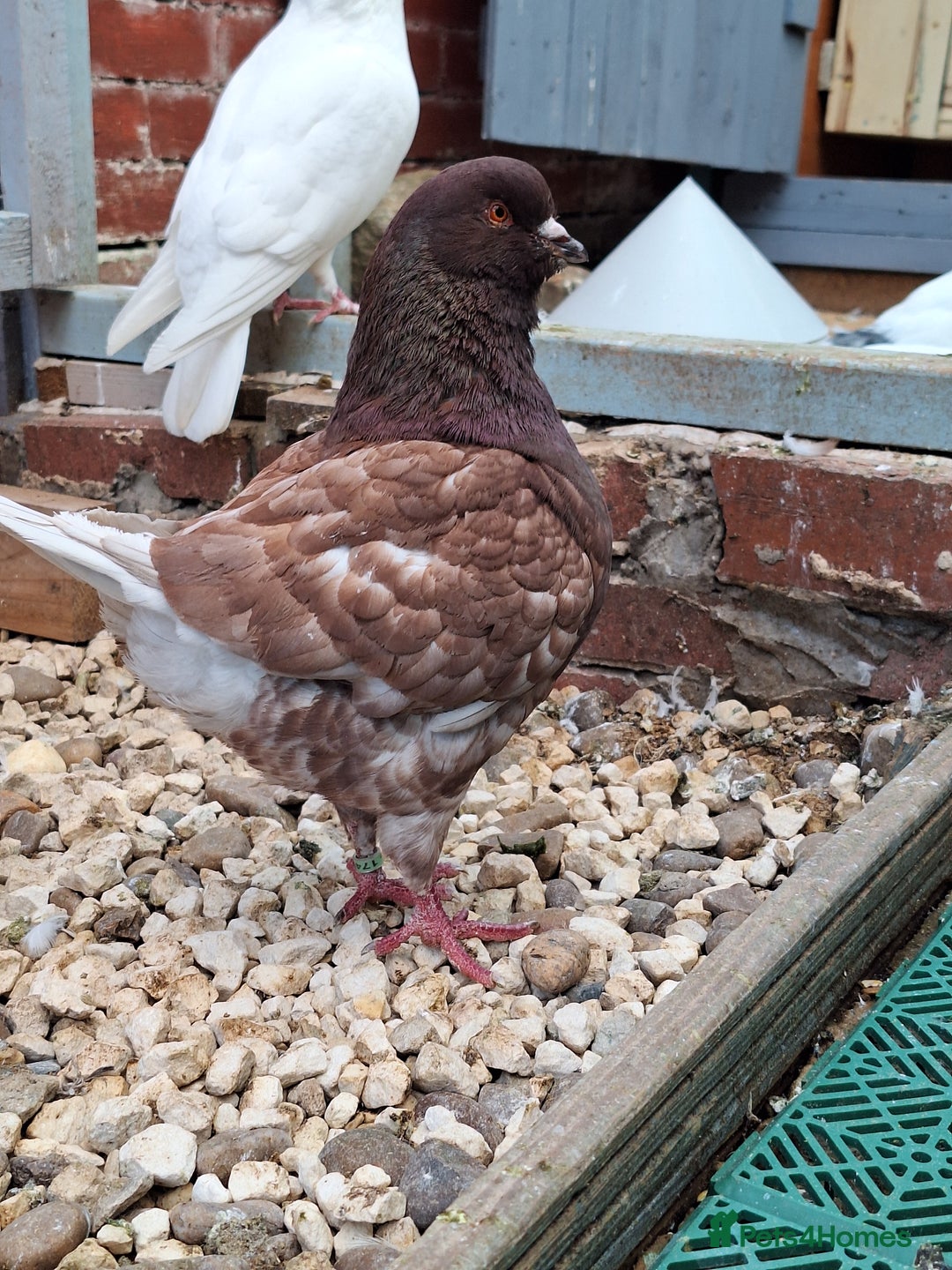 Pigeons birds for sale: 10 Pigeons for sale - Advert 6