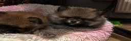 Pomeranian dogs for sale: ❤️ READY NOW! Stunning Pomeranian puppies 🐶❤️ - Advert 5