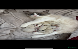 Ragdoll cats for sale: Our little snow babies ragdoll kittens  - Image 16