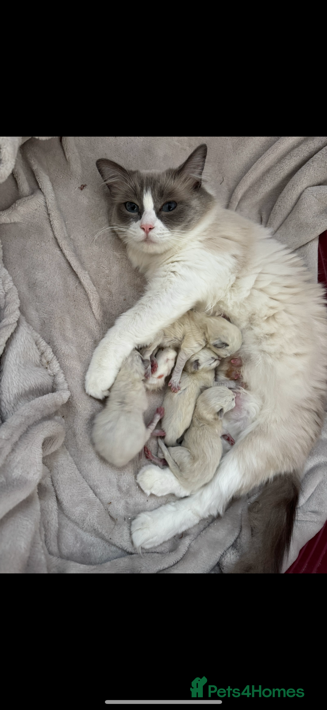 Ragdoll cats for sale: Our little snow babies ragdoll kittens  - Image 16