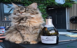 Maine Coon cats for sale: ❤️ Stunning ❤️ GCCF Registered Maine Coon Kittens - Image 5