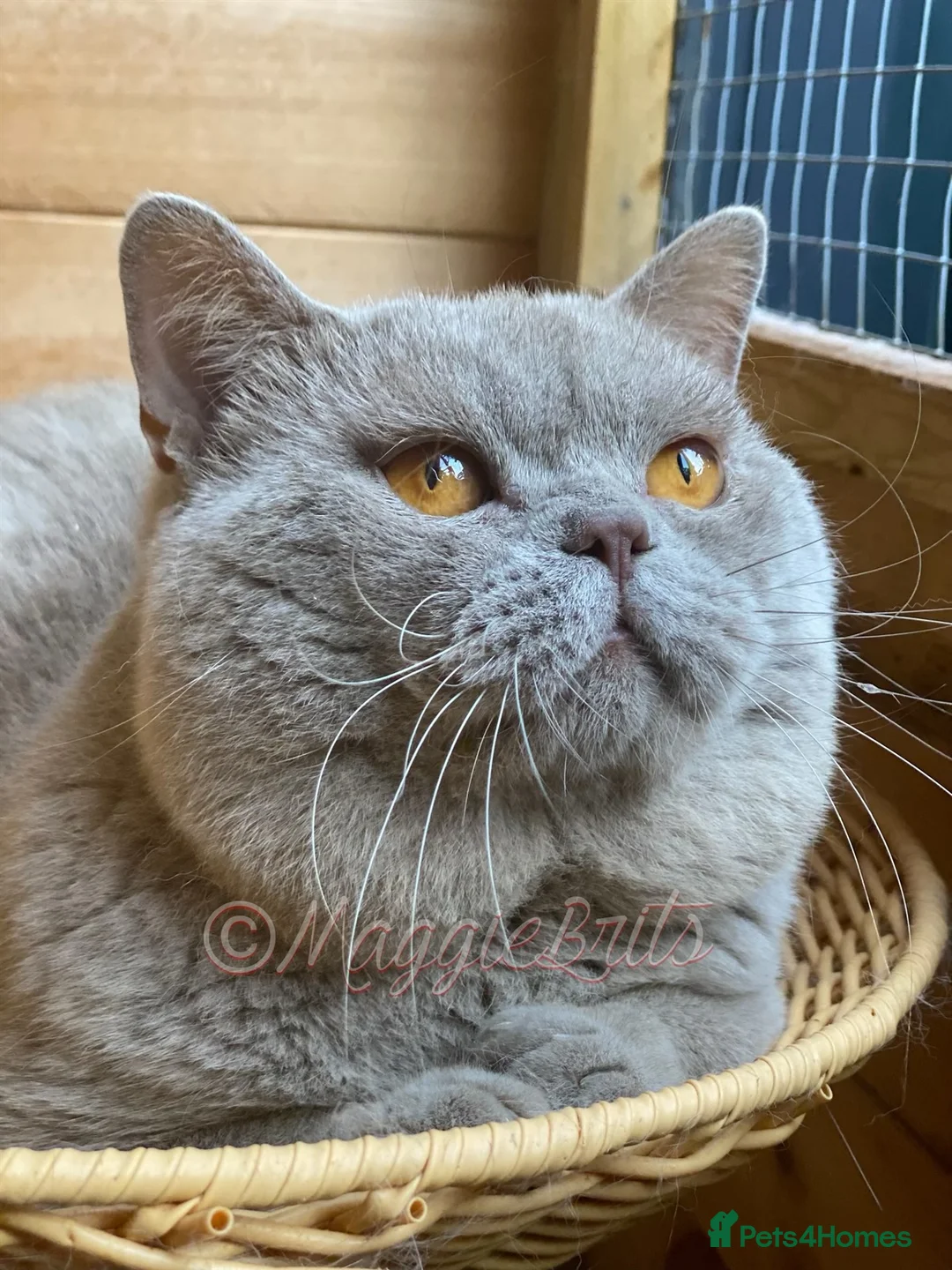 British Shorthair cats for stud: Championline Lilac Stud in Northolt - Advert 12