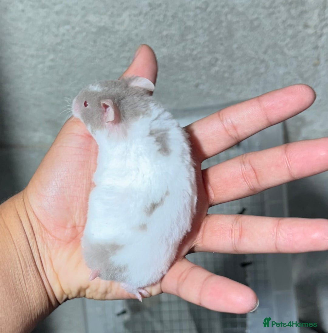 Hamster rodents for sale: STUNNING, TAME, PEDIGREE BABY SYRIAN HAMSTER - Image 2