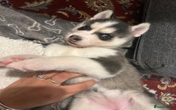 Siberian Husky dogs for sale: Siberian husky puppies  - Image 8