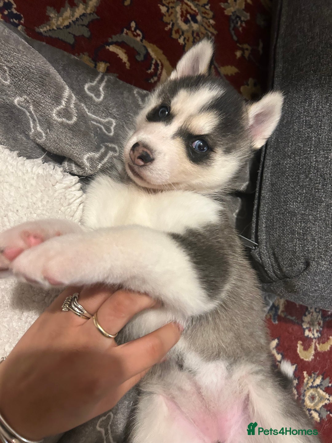 Siberian Husky dogs for sale: Siberian husky puppies  - Image 8