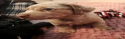 Miniature Dachshund dogs for sale: Beautiful miniature dachshund puppies  in Liverpool - Advert 4