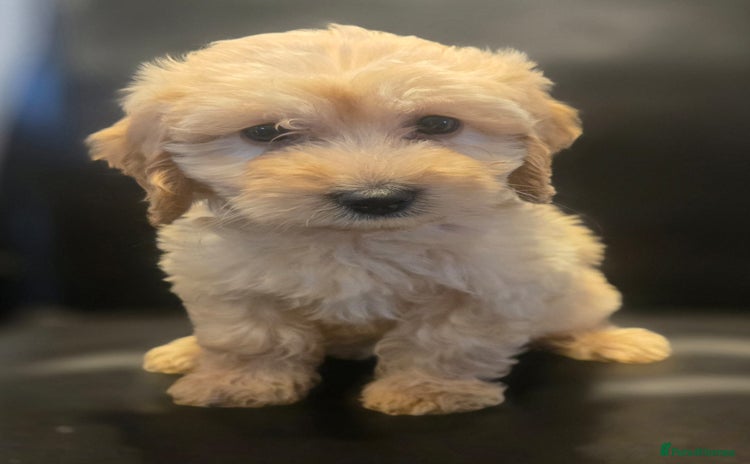 Cockapoo dogs Gorgeous Cockapoo puppies - Advert 2