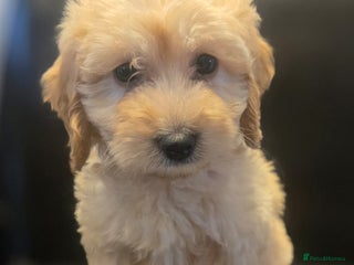 Cockapoo dogs Gorgeous Cockapoo puppies - Advert 1