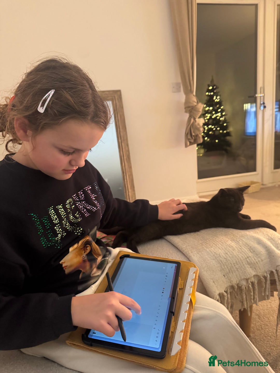 Mixed Breed cats for sale: Brown Cat called Reggie - Advert 5