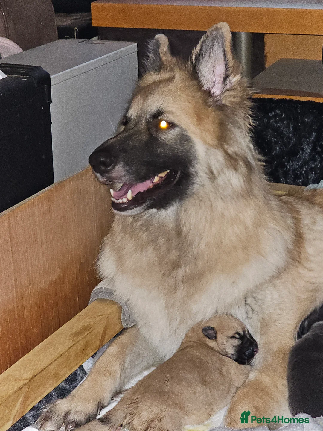 German Shepherd dogs for sale: 9 beautiful pure bred German Shepherd puppies - Advert 15