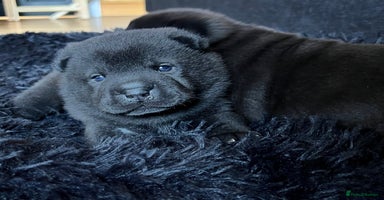 Mixed Breed dogs ChowPei Pups  - Advert 10