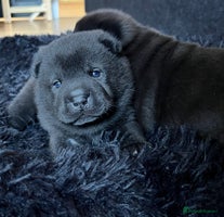 Mixed Breed dogs ChowPei Pups - Advert 10