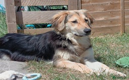 Mixed Breed dogs for adoption: HOPE – “Please, I need a new home …” 🙏🏼 - Image 3