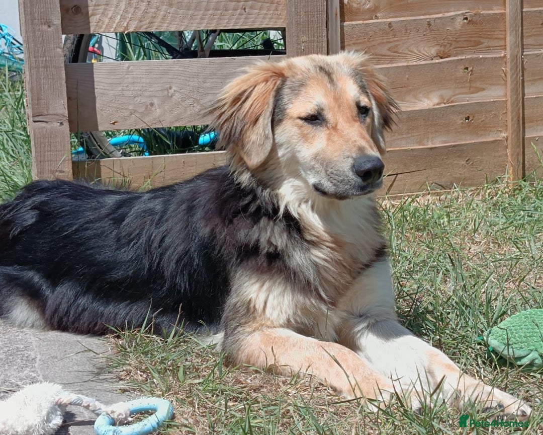Mixed Breed dogs for adoption: HOPE – “Please, I need a new home …” 🙏🏼 - Image 3