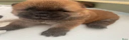 Chow Chow dogs for sale: OUTSTANDING CHOW CHOW PUPS - Advert 9