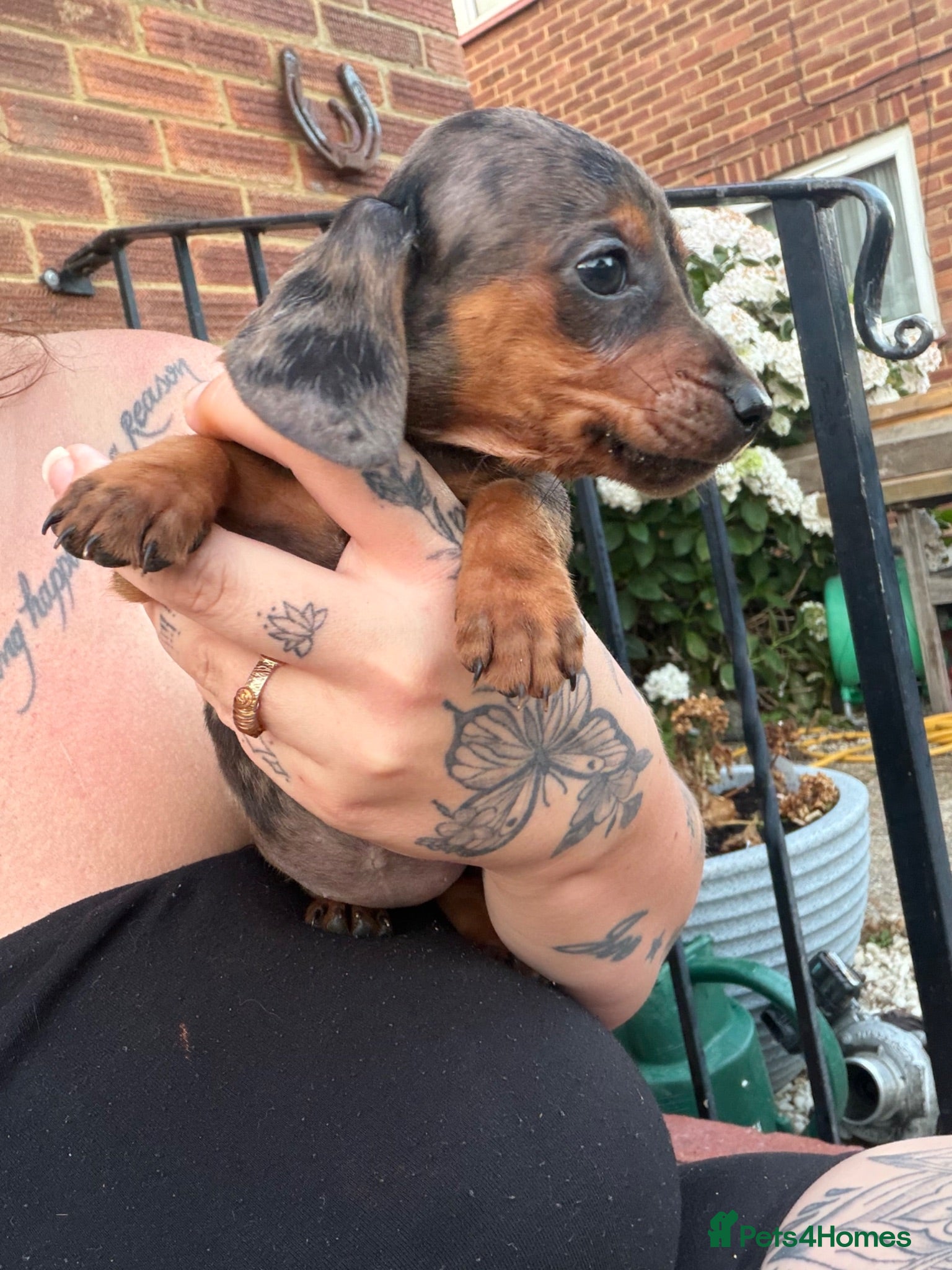 Dachshund dogs Stunning dachshund babies  - Advert 1
