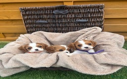 Cavalier King Charles Spaniel dogs for sale: Gorgeous King Charles cavalier puppies - Image 8