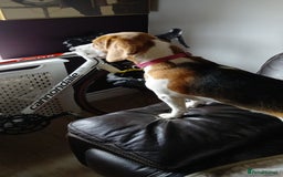 Beagle dogs for sale: Lovely beagle girl  - Image 3
