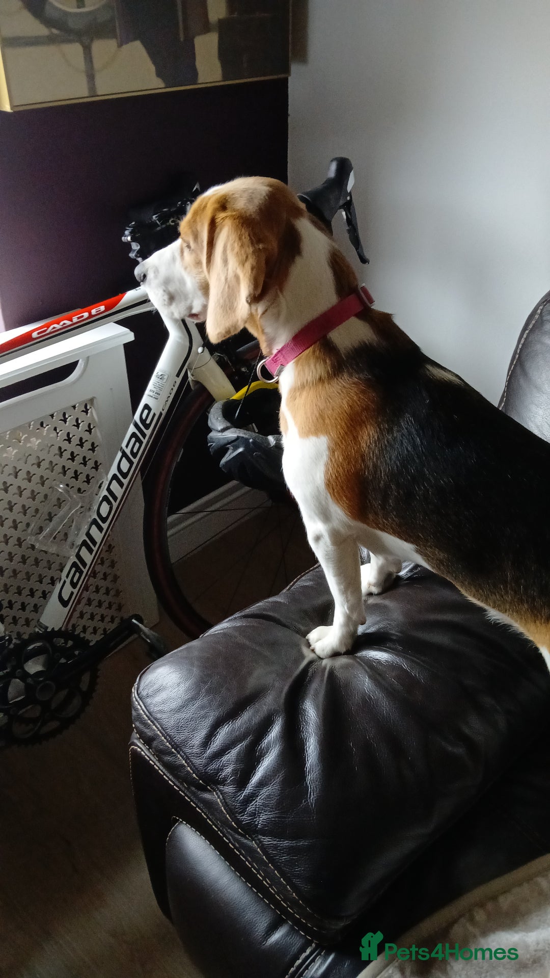 Beagle dogs for sale: Lovely beagle girl  - Image 3