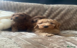 Cockapoo dogs for sale: F1b toy cockapoo  - Image 7