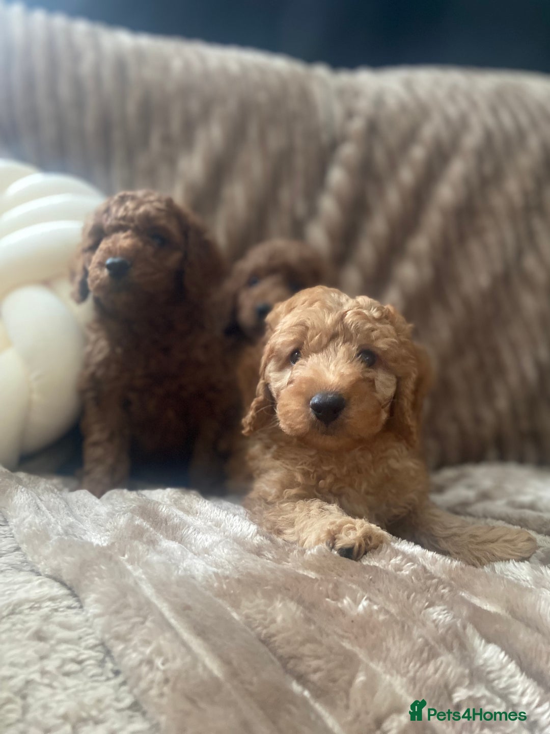 Cockapoo dogs for sale: F1b toy cockapoo  - Image 7