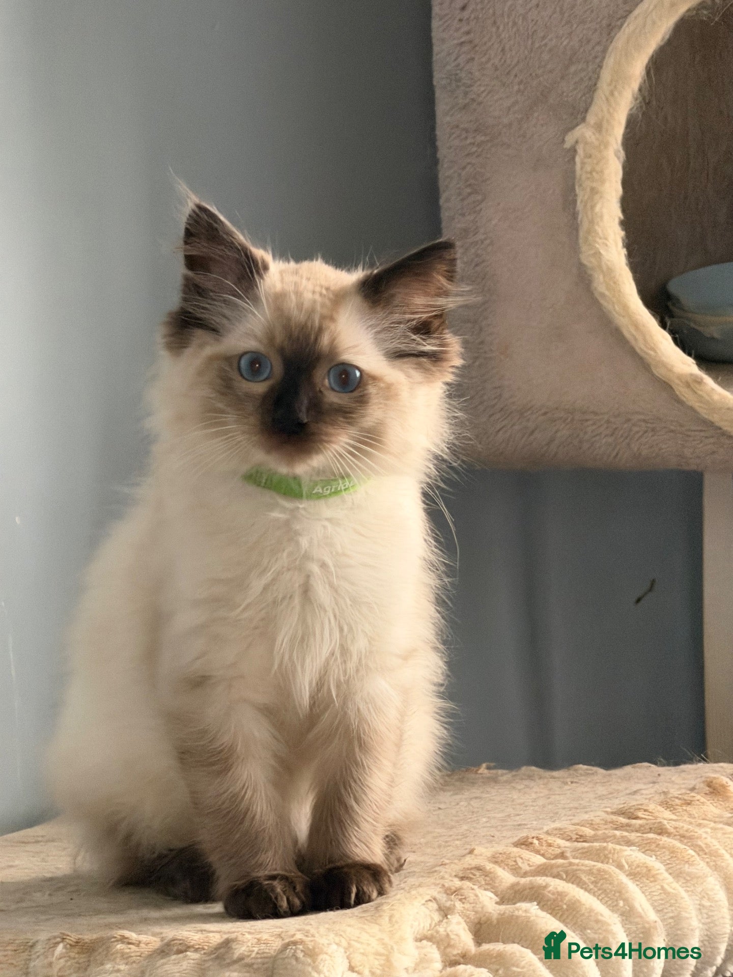 Ragdoll cats Beautiful ragdoll kittens Parents DNA tested & -ve - Advert 12