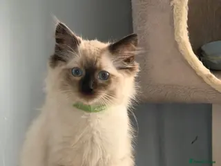 Ragdoll cats Beautiful ragdoll kittens Parents DNA tested & -ve - Advert 12