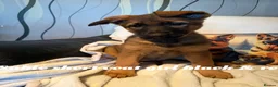 German Shepherd dogs for sale: GLENCONNER GERMAN SHEPHERDS  - Advert 3