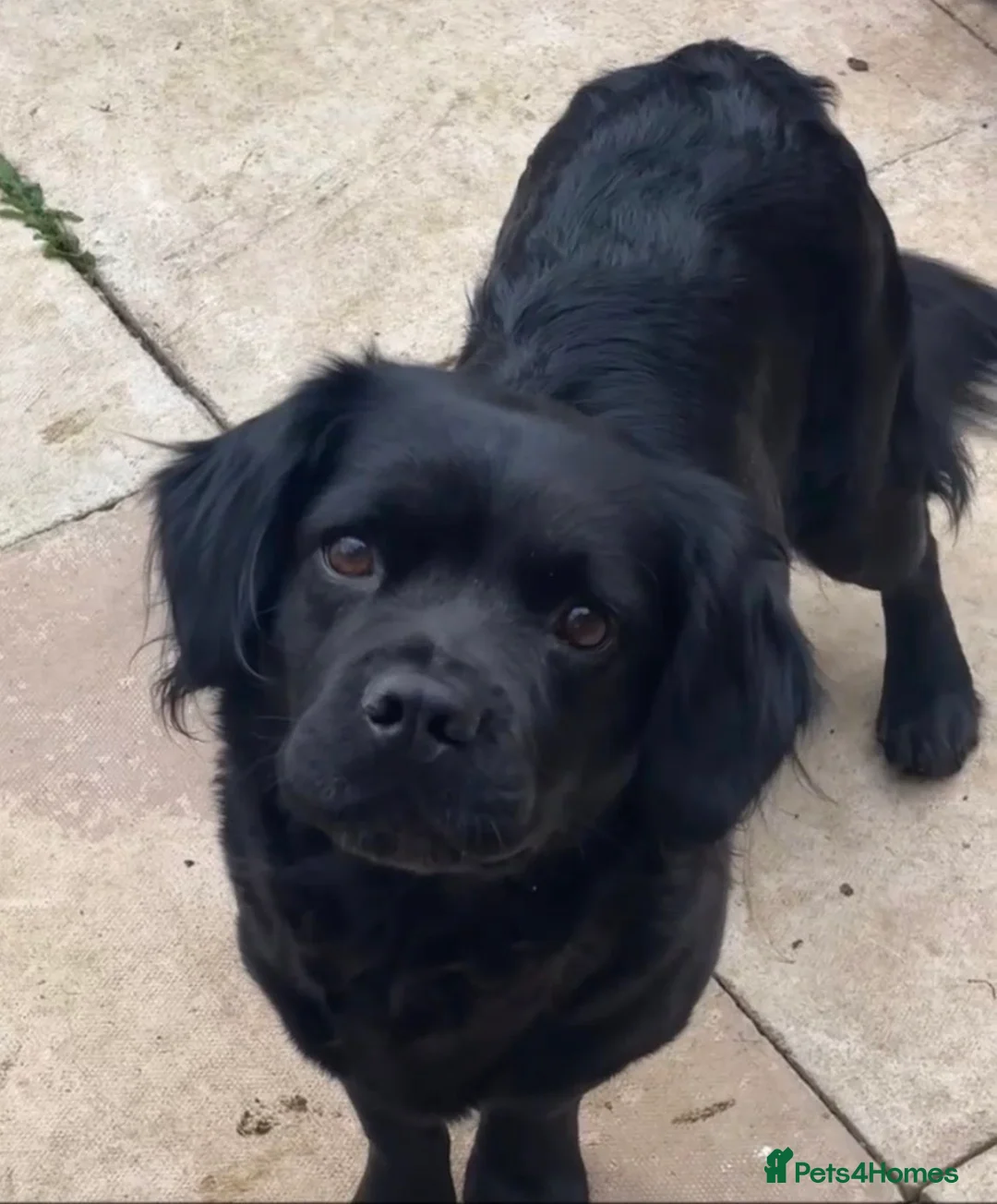 Mixed Breed dogs for sale: Beautiful puppies for sale  - Advert 1