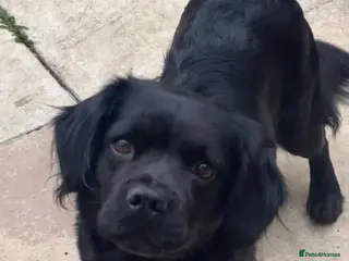 Mixed Breed dogs Beautiful puppies for sale - Advert 1