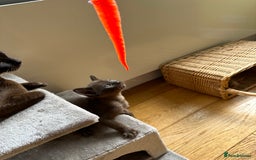 Burmese cats for sale: Happy Healthy GCCF Burmese Kittens in London - Image 4