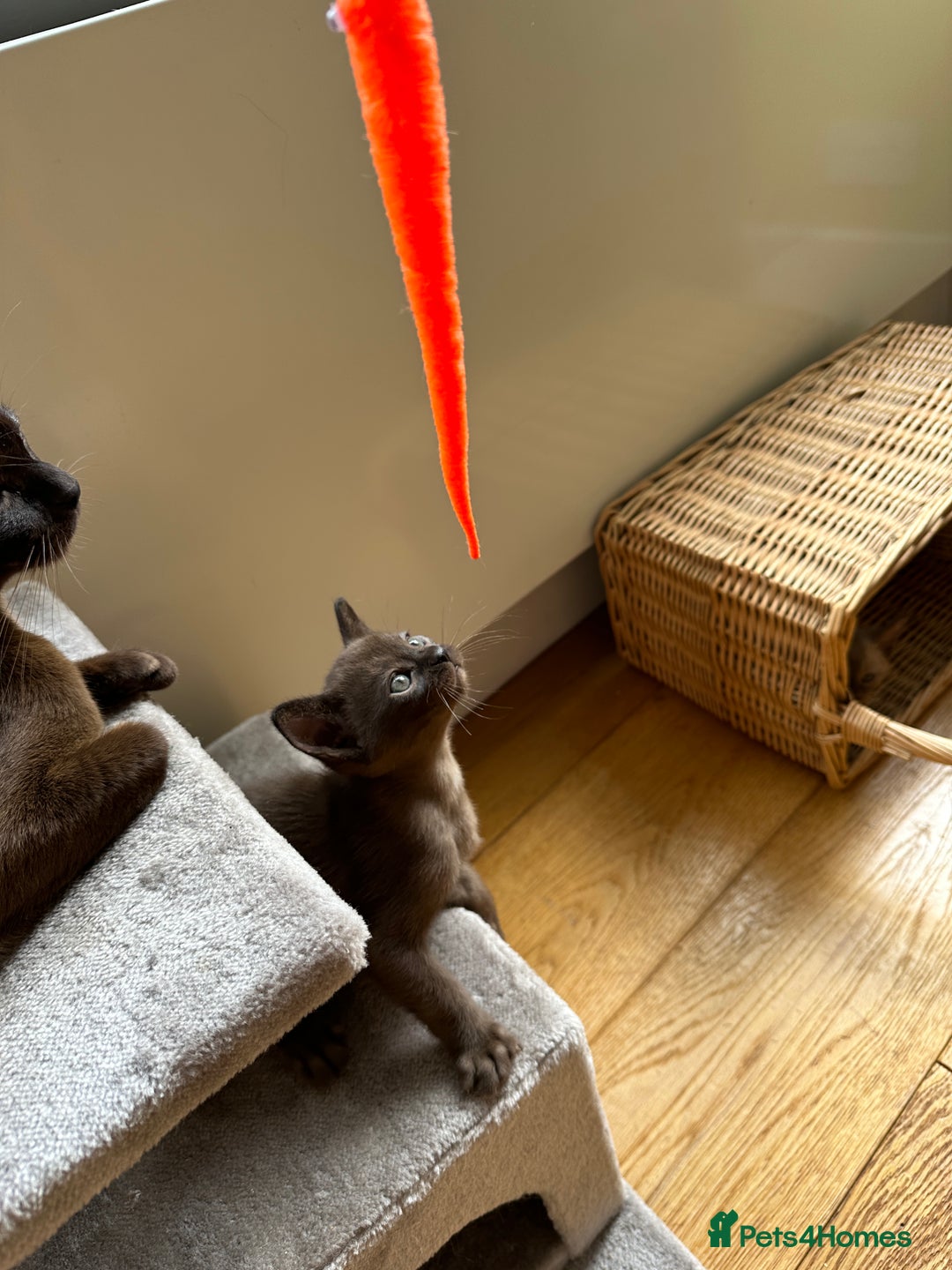 Burmese cats for sale: Happy Healthy GCCF Burmese Kittens in London - Image 4