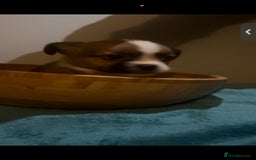 Mixed Breed dogs for sale: Very adorable Shih tzu for sale , 2 boys and 1girl - Advert 6