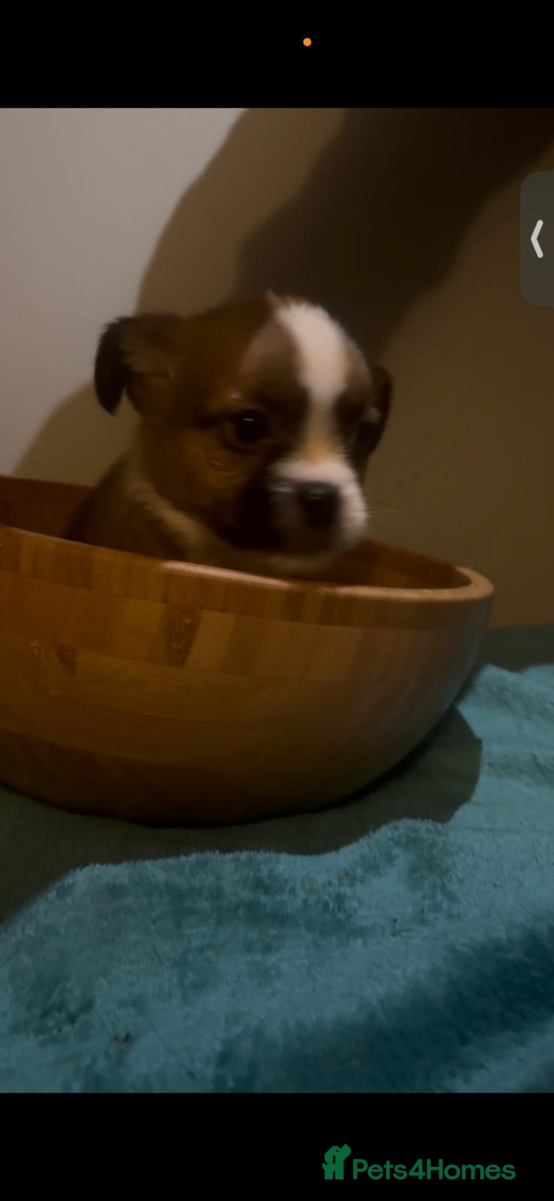 Mixed Breed dogs for sale: Very adorable Shih tzu for sale , 2 boys and 1girl - Advert 6