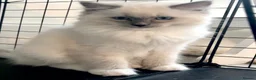 Ragdoll cats for sale: Blue Tortie Point Mitted Ragdoll Kittens - Advert 21