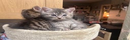 Ragdoll cats for sale: Ragdoll British Blue x beautiful furbabies - Advert 4