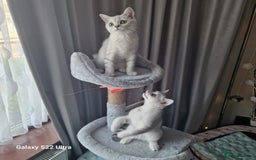 British Shorthair cats for sale: British shorter chinchilla silver  in Dagenham - Image 2