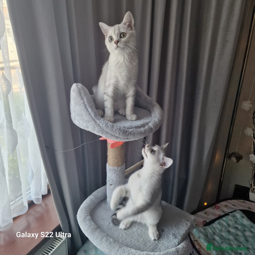 British Shorthair cats for sale: British shorter chinchilla silver  in Dagenham - Image 2