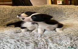 Mixed Breed dogs for sale: Gorgeous borgi pups - Image 9
