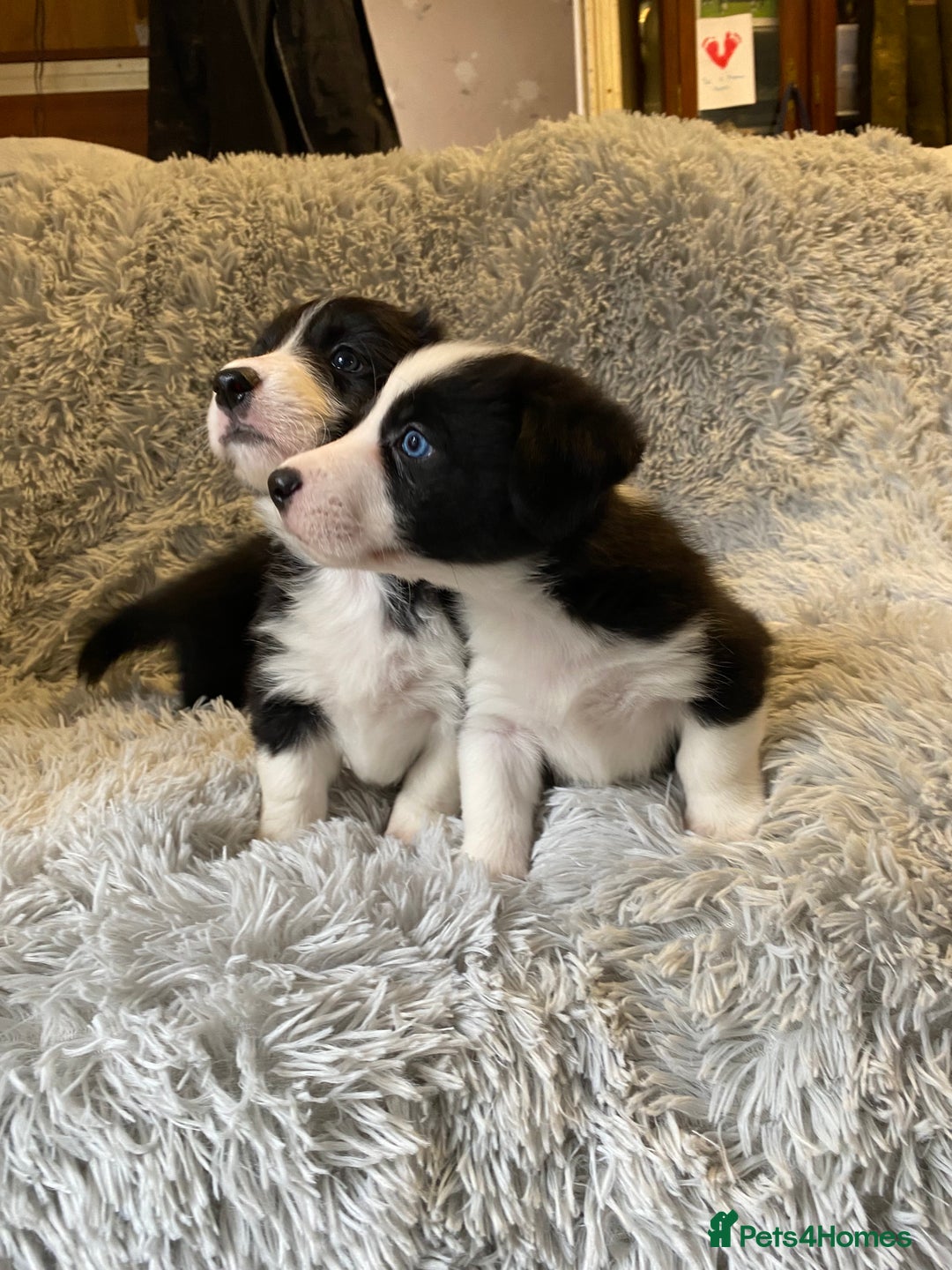 Mixed Breed dogs for sale: Gorgeous borgi pups - Image 9