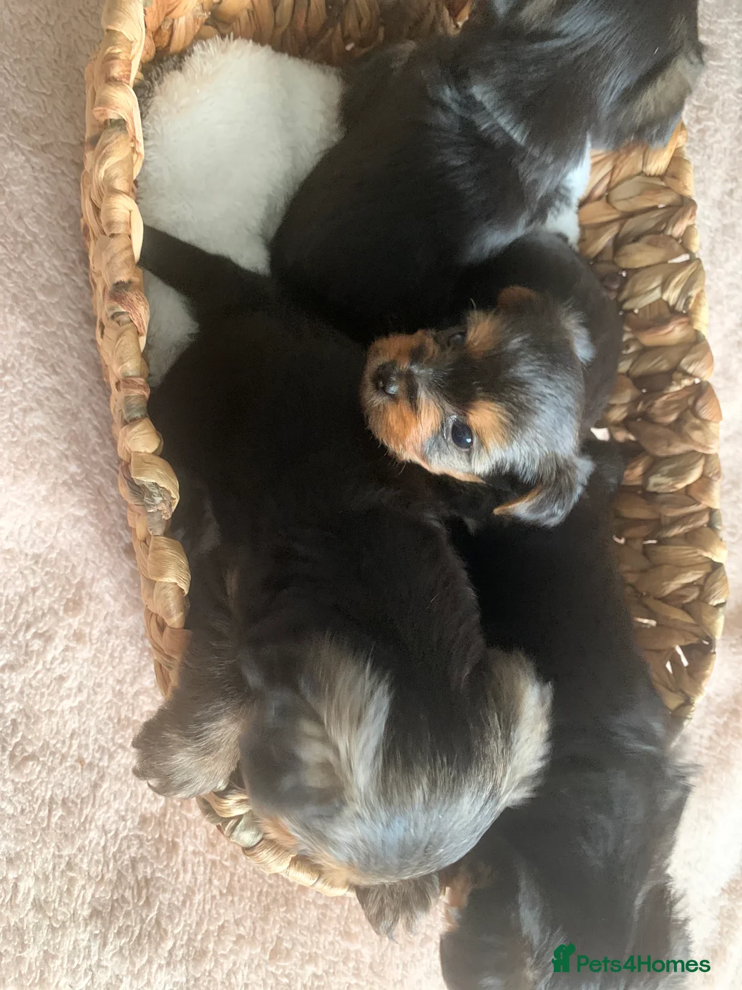 Yorkshire Terrier dogs for sale: yorkshire terrier puppys - Advert 12