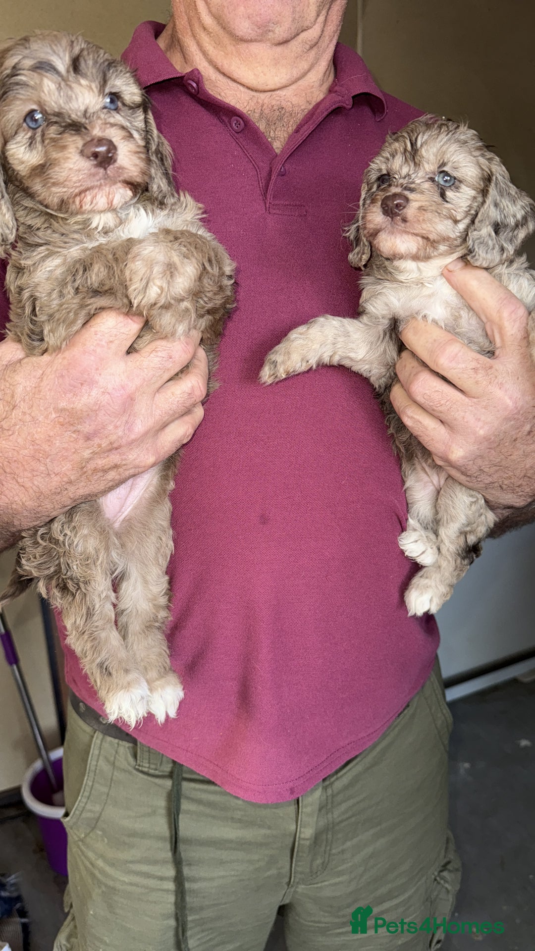 Cockapoo dogs for sale: F1 Cockapoos  - Image 18