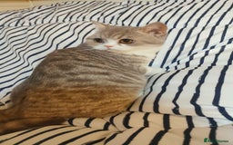 Exotic cats for sale: Two exotic shorthair boys  - Image 13