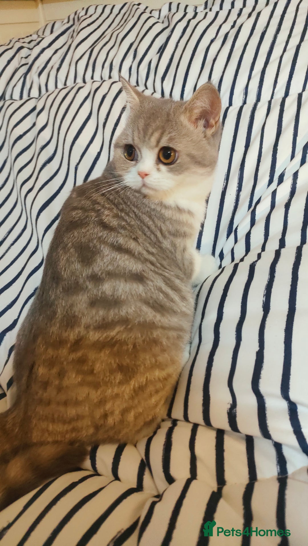 Exotic cats for sale: Two exotic shorthair boys  - Image 13