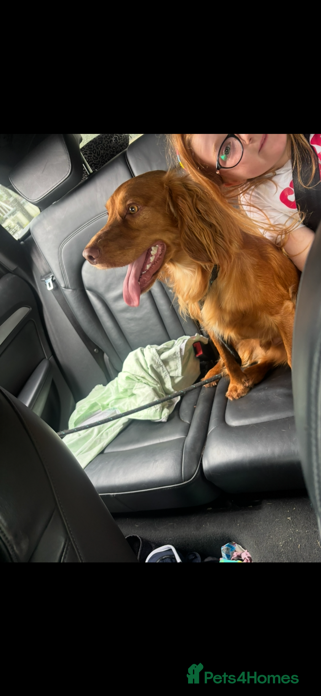 Cocker Spaniel dogs for sale: Cocker Spaniel  - Advert 6