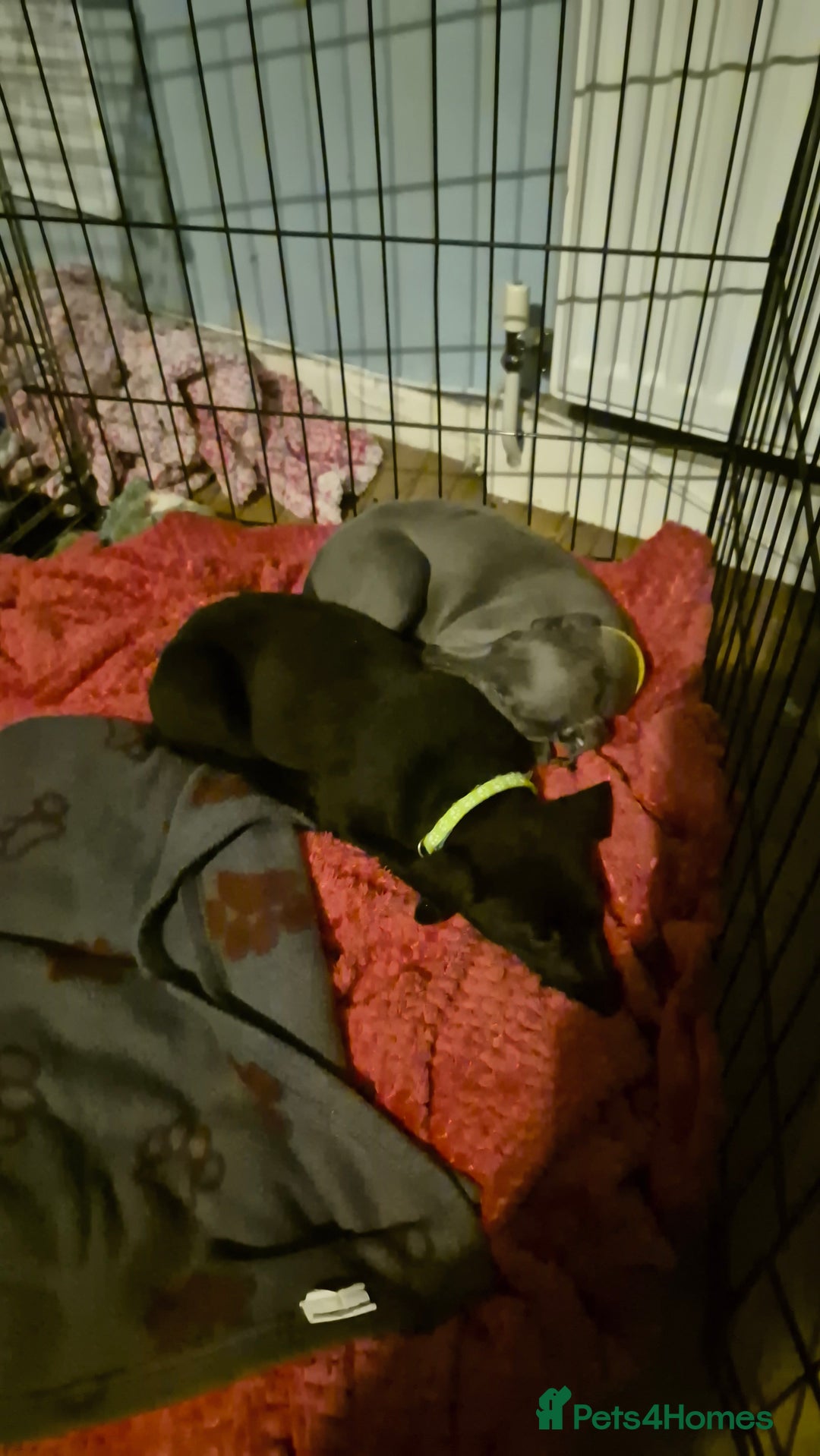 Mixed Breed dogs for sale: Greyhound lurcher cross - Advert 19