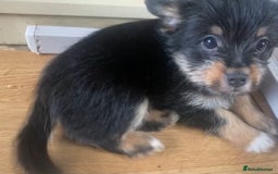 Mixed Breed dogs for sale: Beautiful 8 week old Chug x Papillion Boy & Girl  - Image 3