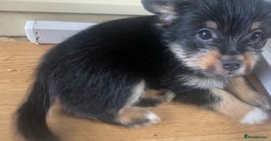 Mixed Breed dogs - Advert 15