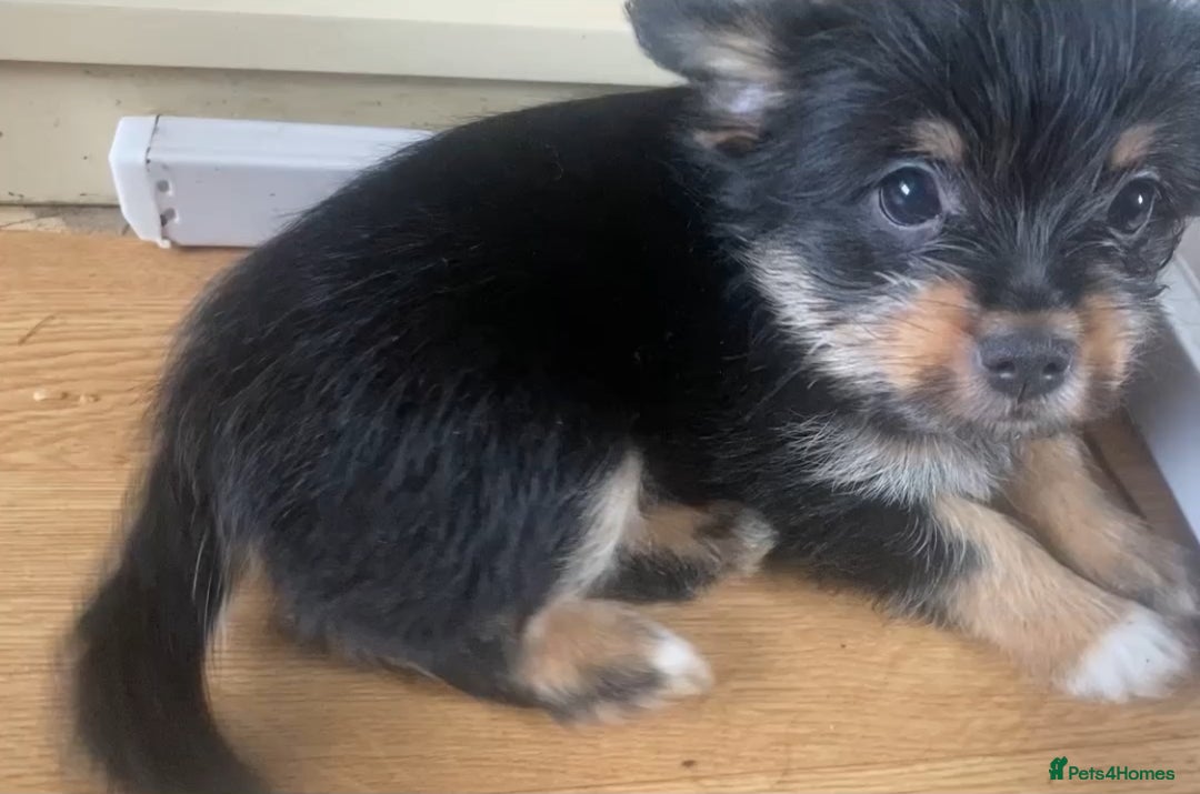 Mixed Breed dogs for sale: Beautiful 8 week old Chug x Papillion Boy & Girl  - Image 3